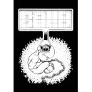 Bald Cover